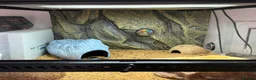 Leopard Gecko reptiles for sale: Leopard gecko  - Advert 3