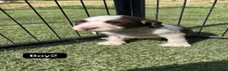 English Springer Spaniel dogs for sale: Kc registered English springer spaniel puppies - Advert 11
