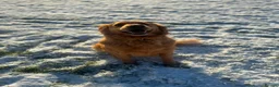 Golden Retriever dogs for sale: Beatiful Kc registered golden retriever - Advert 2