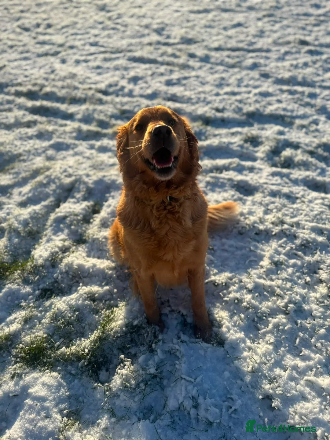 Golden Retriever dogs for sale: Beatiful Kc registered golden retriever - Advert 2