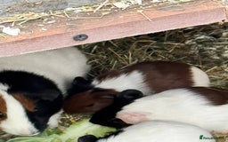 Guinea Pig rodents for sale: 3 Gorgeous Male Baby Guinea Pigs - Image 2