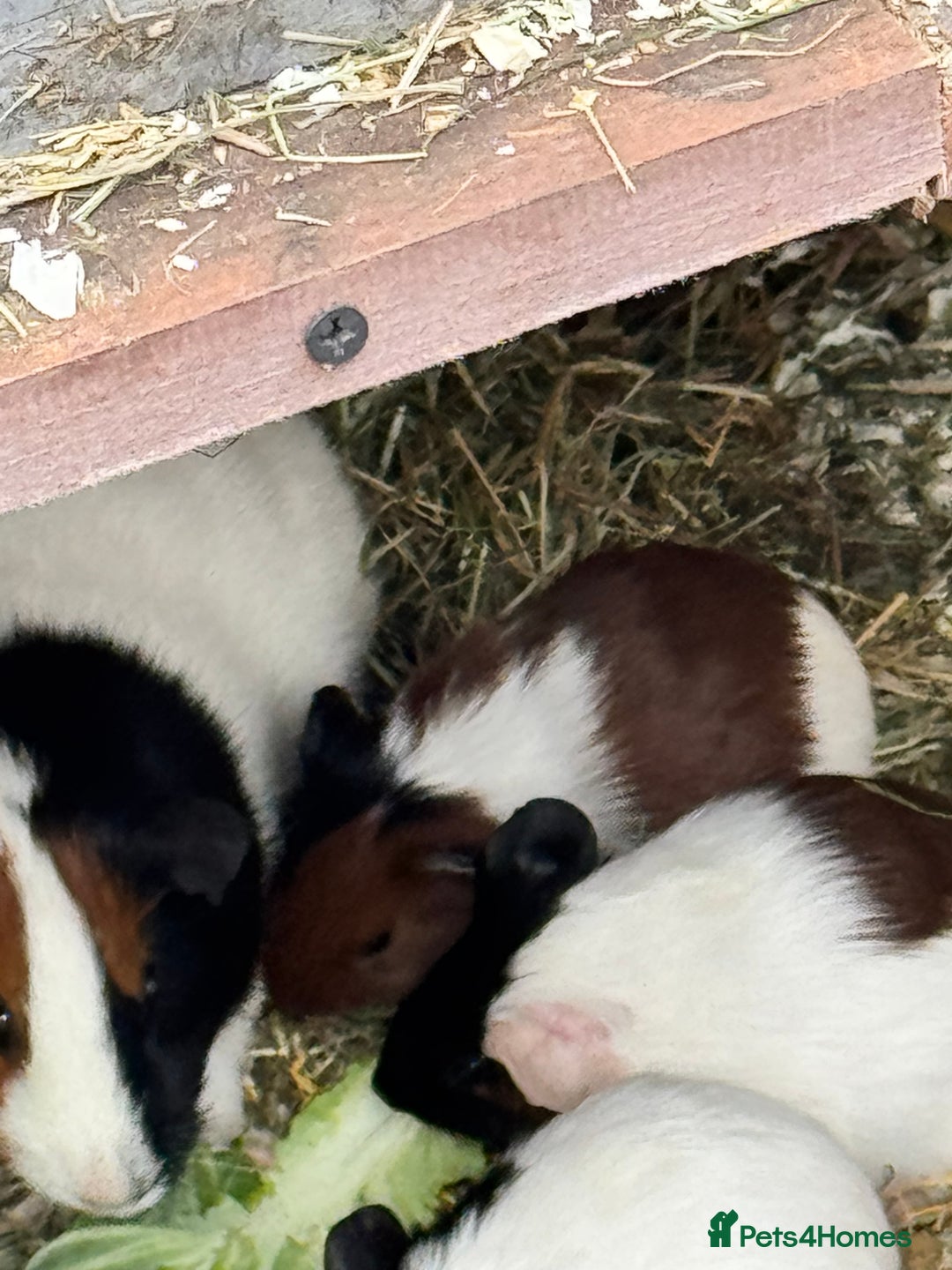 Guinea Pig rodents for sale: 3 Gorgeous Male Baby Guinea Pigs - Image 2