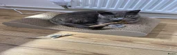 Mixed Breed cats for sale: Russian Blue X Chatreaux  Aged 5 - Advert 9
