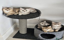 British Shorthair cats for sale: GCCF Active British Shorthair Kittens  - Image 5