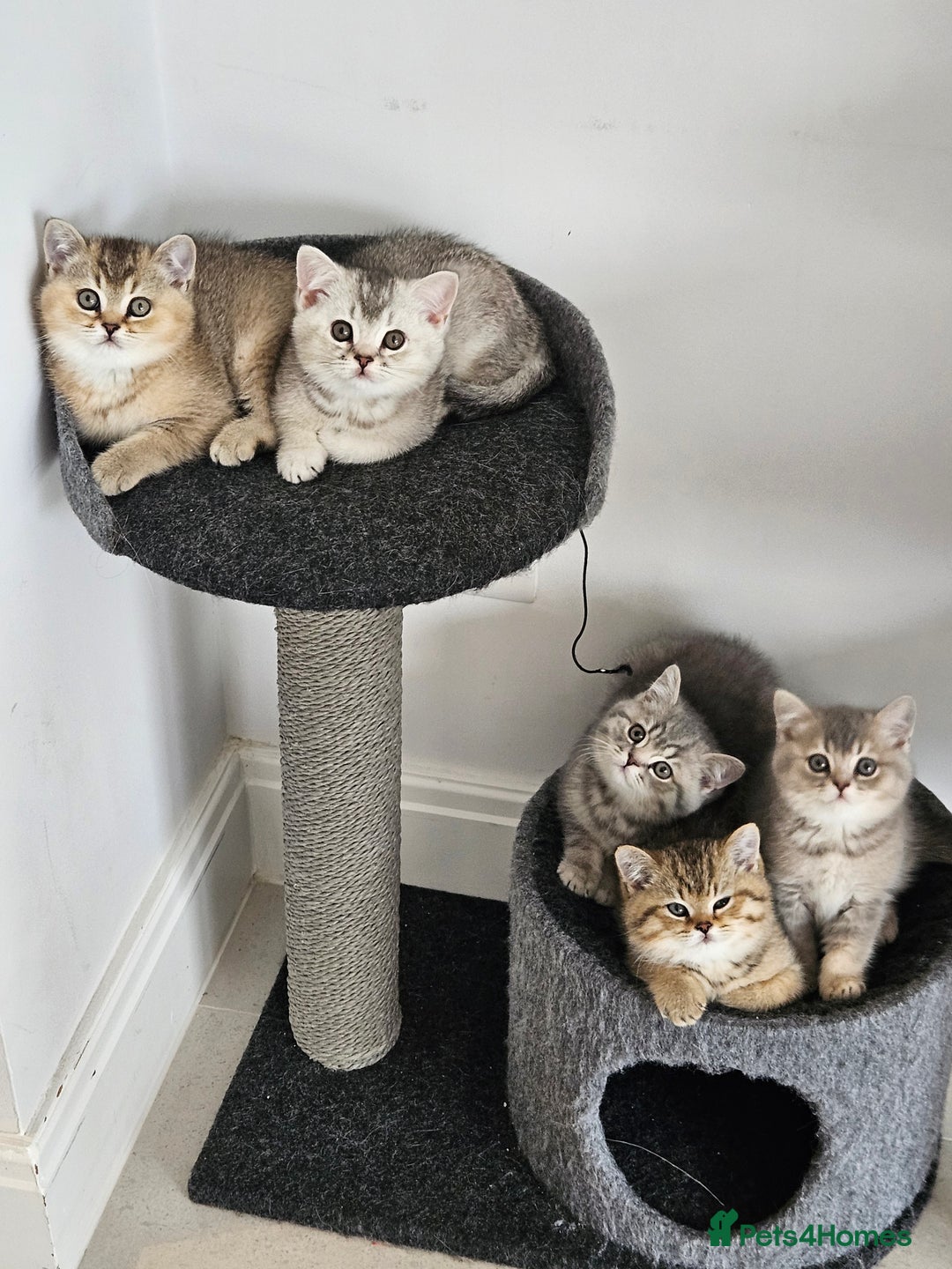 British Shorthair cats for sale: GCCF Active British Shorthair Kittens  - Image 5
