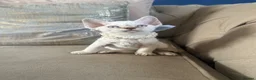 Devon Rex cats for sale: Beautiful GCCF Registered Devon Rex Kittens 🩷 in Leicester - Advert 9