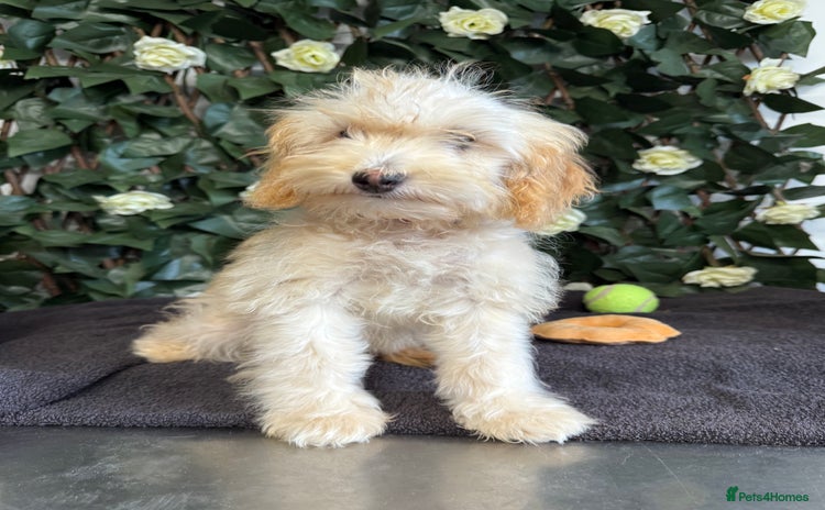 Cavapoo dogs - Advert 12