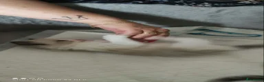 Ragdoll Kitten 4