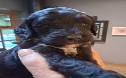 Sproodle dogs for sale: Adorable Sproodle Puppies  - Image 1