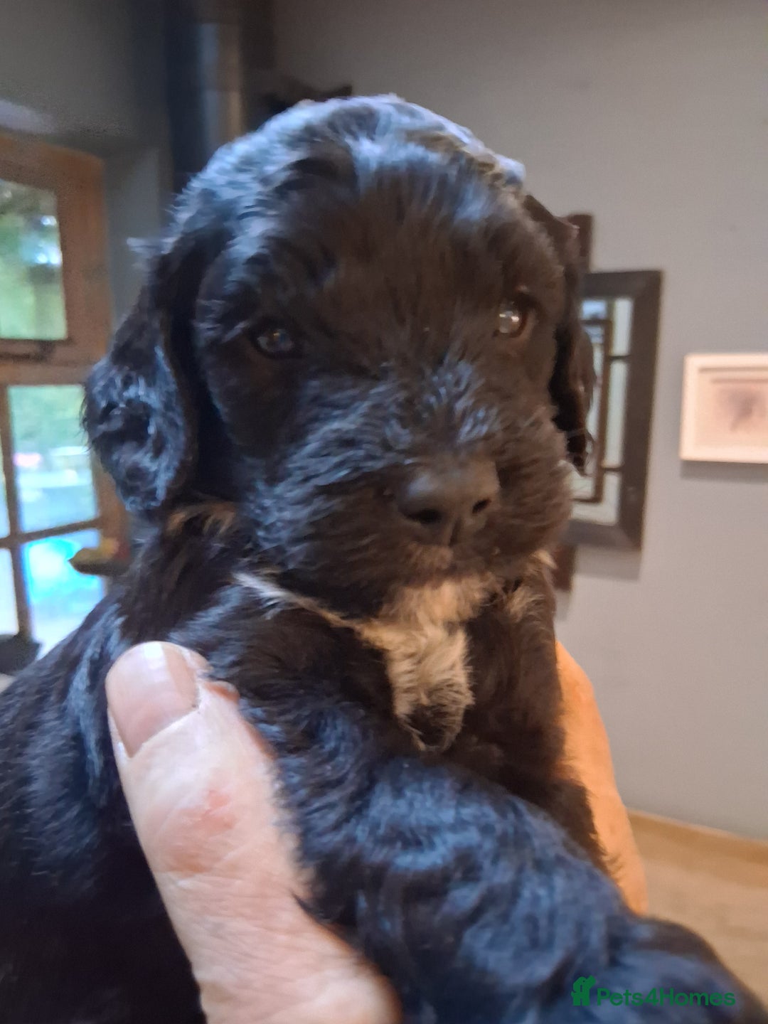 Sproodle dogs for sale: Adorable Sproodle Puppies  - Image 1