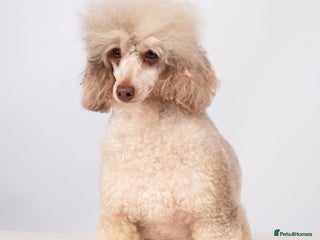Poodle dogs EXTENSIVELY HEALTH TESTED POODLE STUD in Hoddesdon - Advert 6