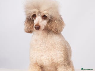 Poodle dogs EXTENSIVELY HEALTH TESTED POODLE STUD in Hoddesdon - Advert 14