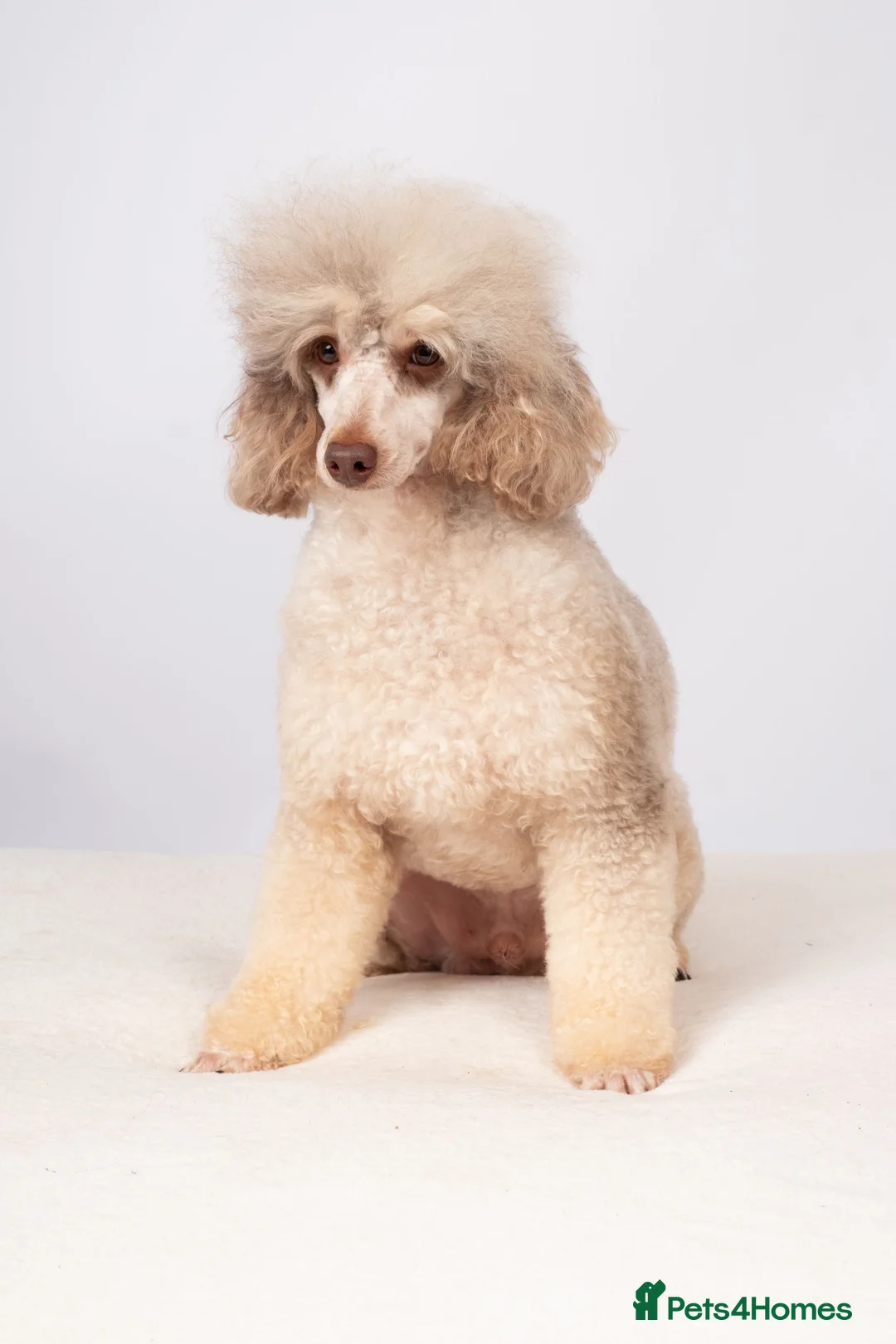 Poodle dogs for stud: EXTENSIVELY HEALTH TESTED POODLE STUD in Hoddesdon - Advert 1