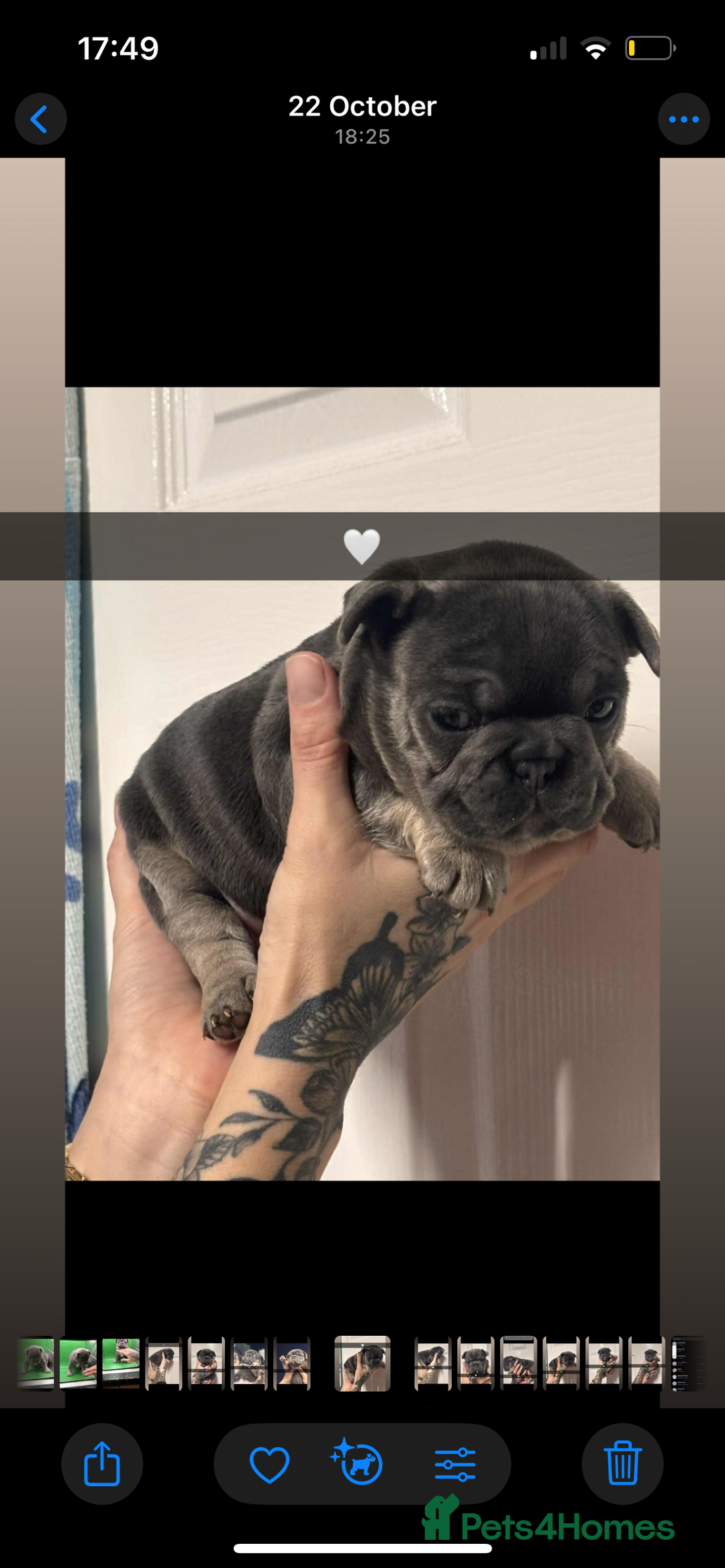 French Bulldog dogs for sale: Beautiful French bulldogs 🐶   - Image 13