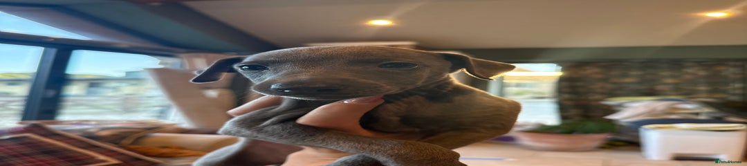 Whippet Puppy 3