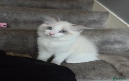 Ragdoll cats for sale: Lilac/cream ragdoll girl, 13 weeks 🤍 - Image 7