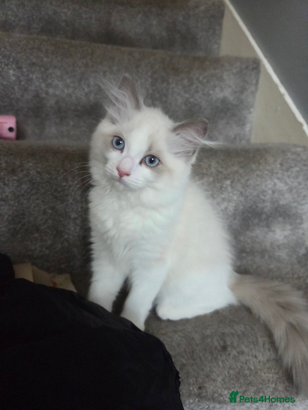 Ragdoll cats for sale: Lilac/cream ragdoll girl, 13 weeks 🤍 - Image 7