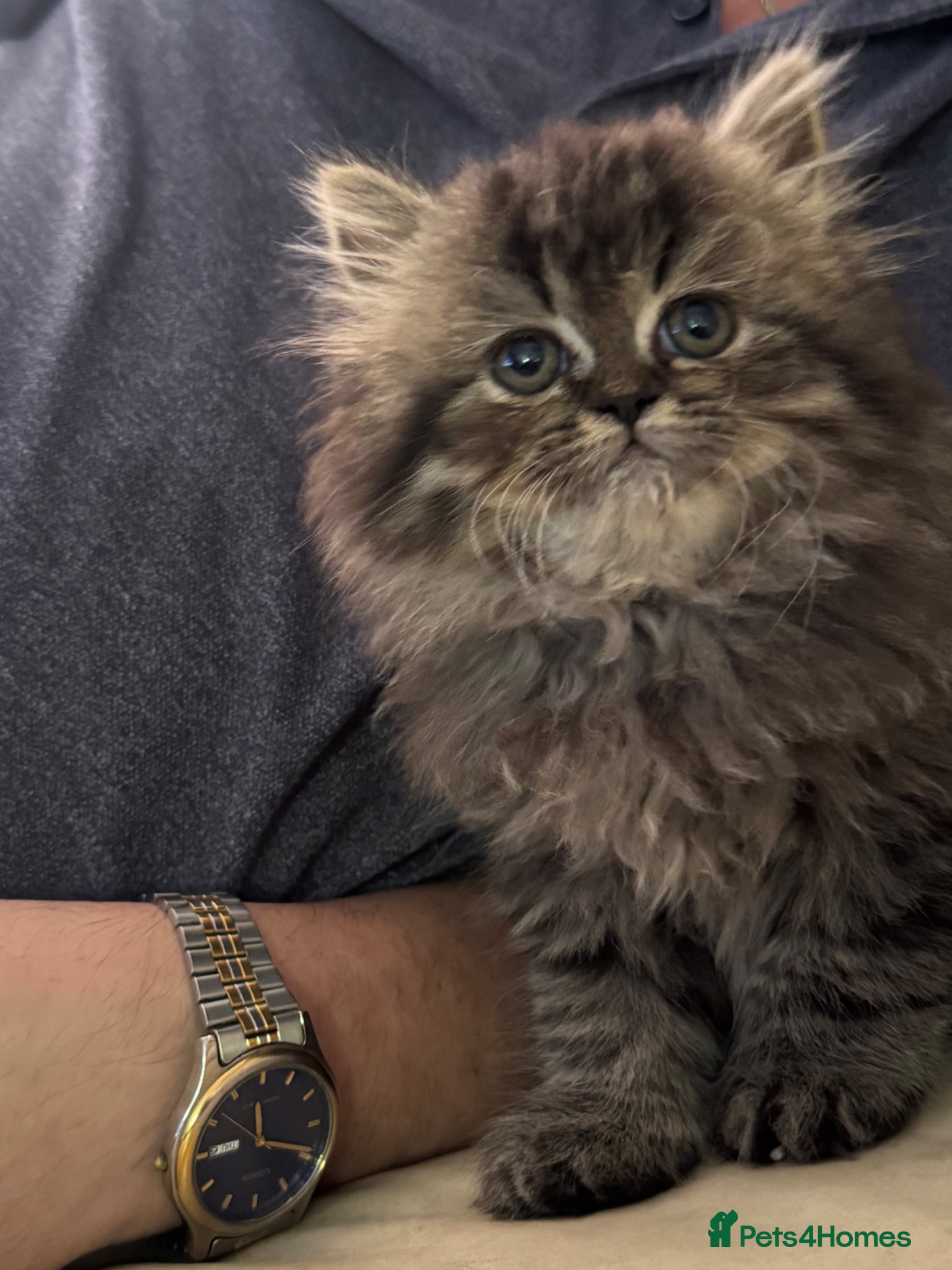Persian cats for sale: Persian chinchilla  - Advert 6