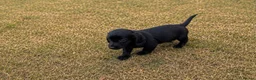 Cocker Spaniel dogs for sale: Cocker spaniels in London - Advert 4