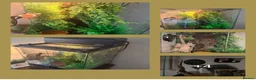 Gecko reptiles for sale: Geko and full tank set up  in Bury - Advert 3