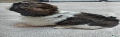 Shih Tzu Puppy 4