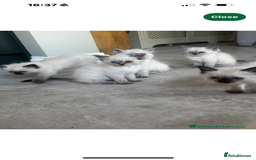 Ragdoll cats for sale: Ragdoll kitten - Image 5