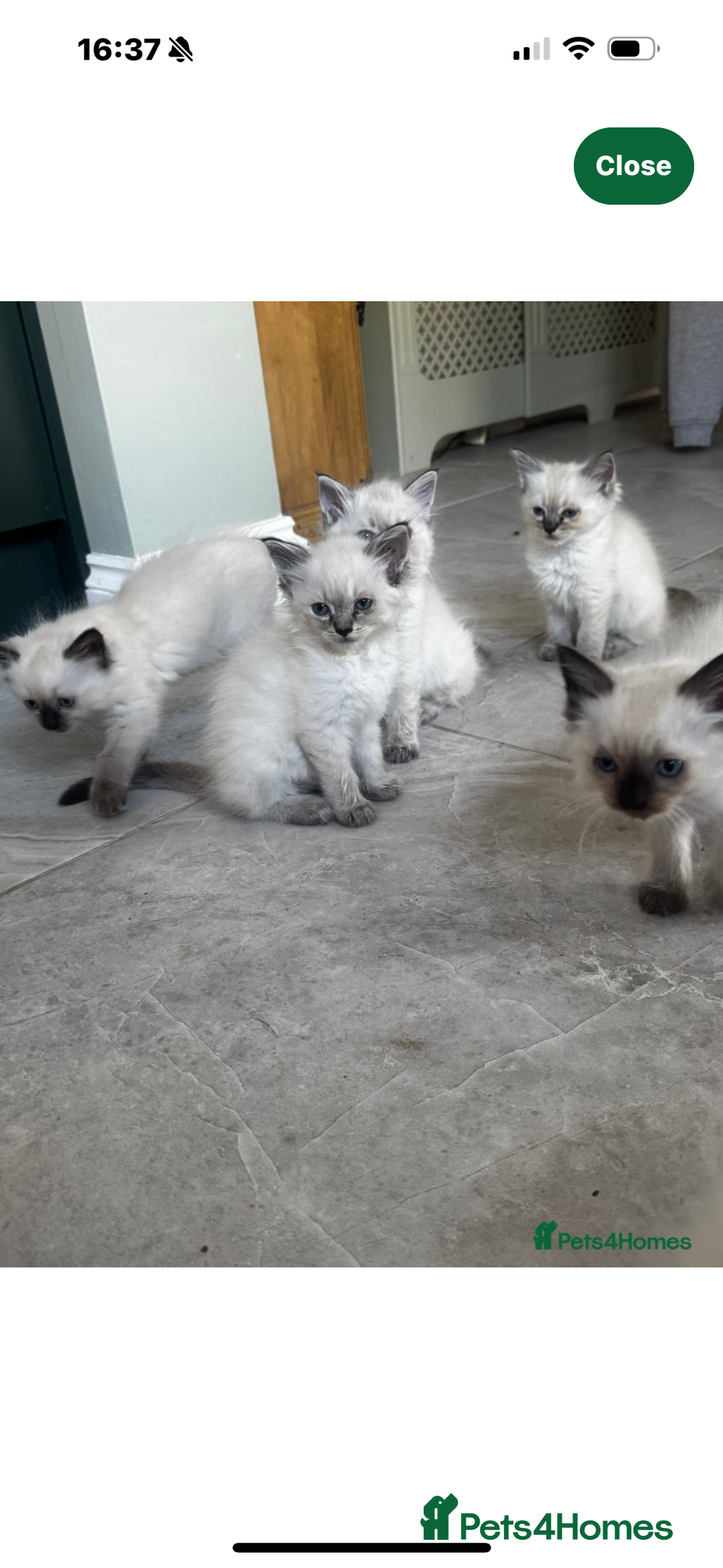 Ragdoll cats for sale: Ragdoll kitten - Image 5
