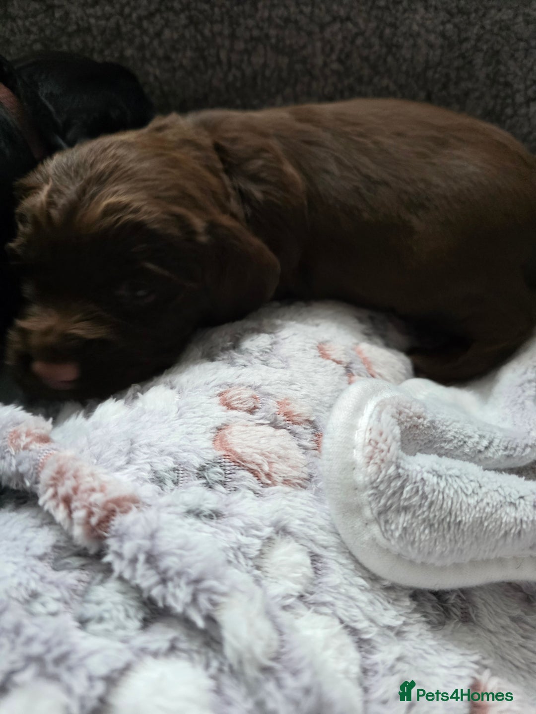 Cocker Spaniel dogs for sale: last puppy (girl) of the Working Cocker Spaniel - Advert 16