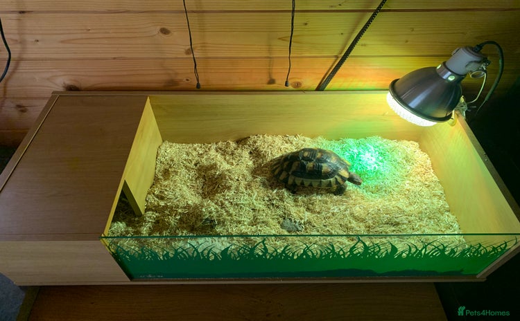 Tortoise reptiles - Advert 1