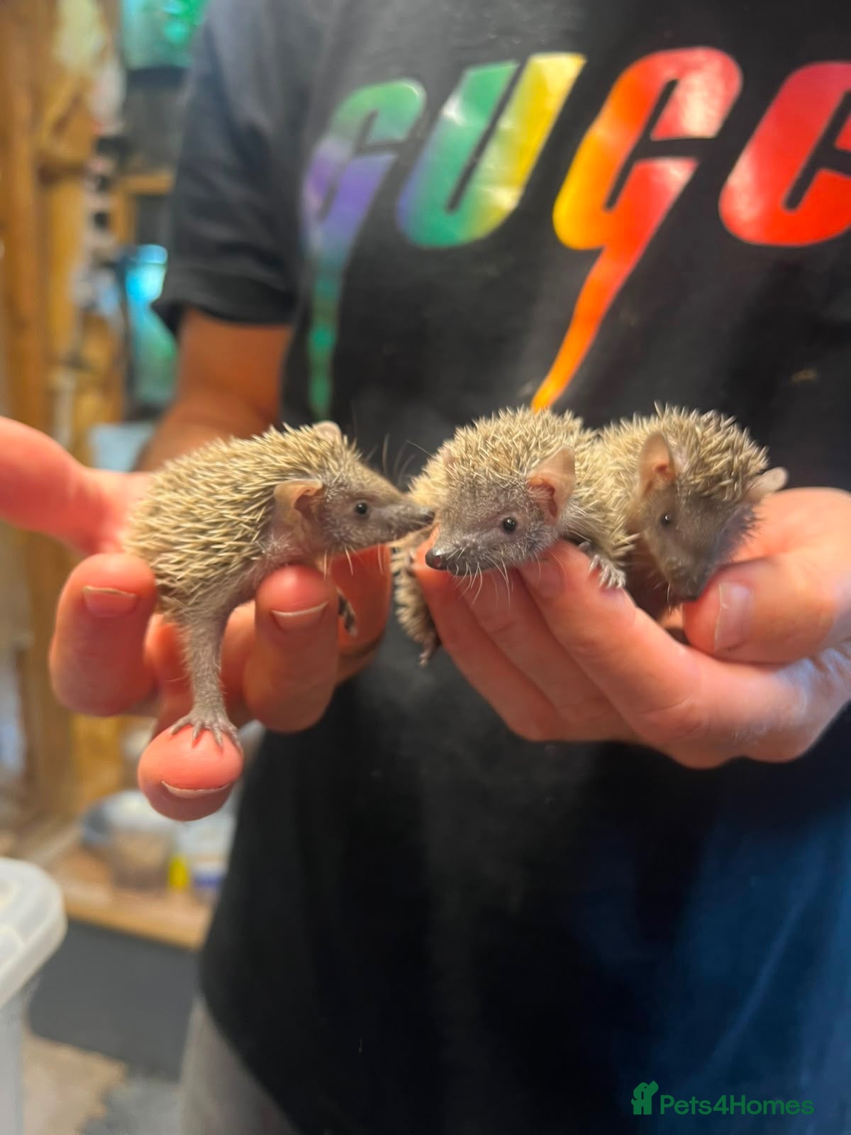Pygmy Hedgehog rodents 🦔 Lesser Hedgehog Tenrecs 🦔 - Advert 2