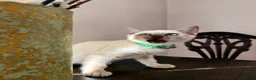 Bengal cats for sale: TICA Registered Bengal snow 5 Generation Pedigree  - Advert 24