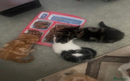 Mixed Breed cats for sale: Looking for forever home - Image 15