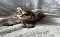 Maine Coon cats for sale: maine coon kitten  - Image 4
