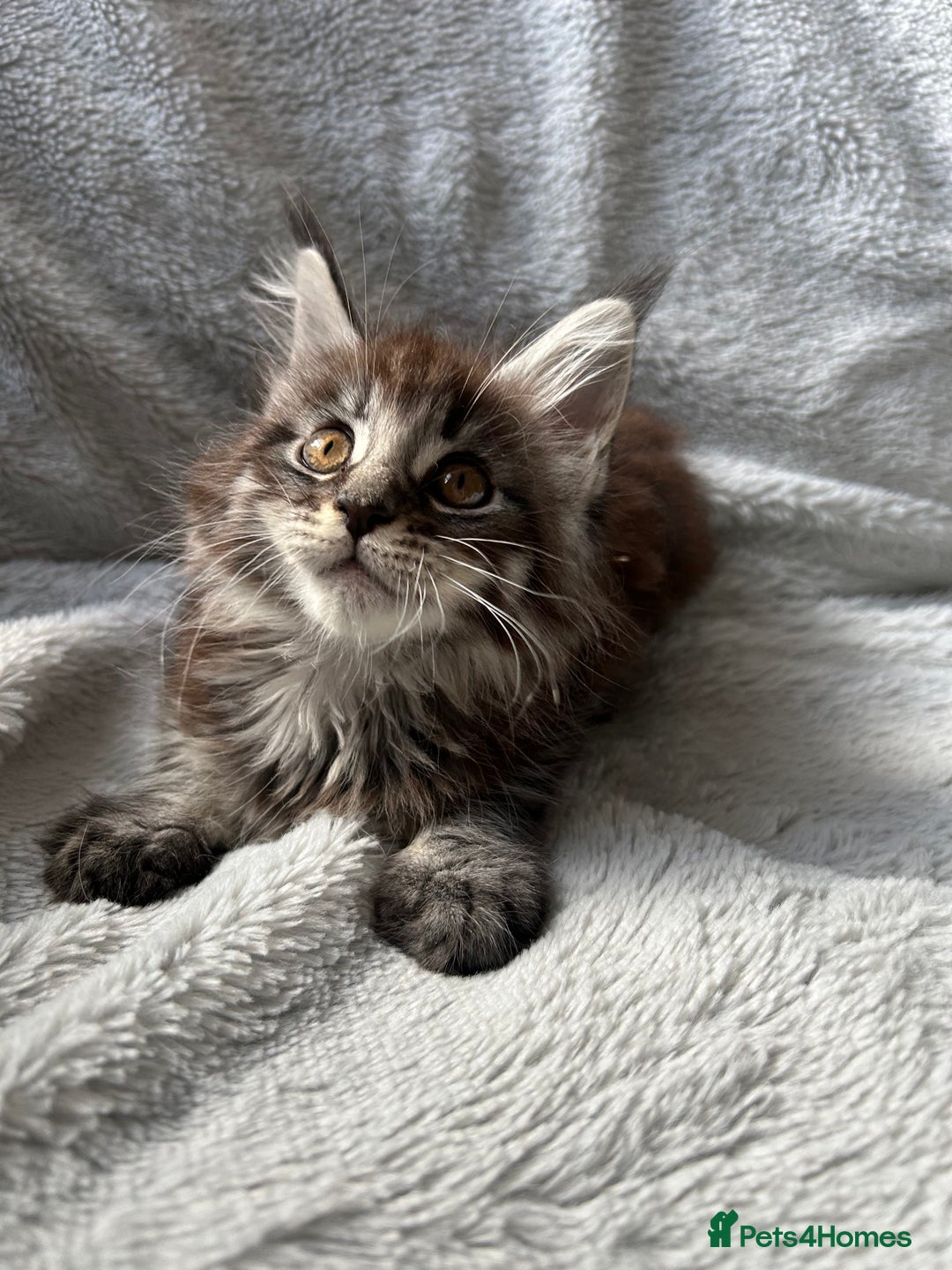 Maine Coon cats for sale: maine coon kitten  - Image 4