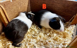 Guinea Pig rodents for sale: Boars and Sows - Image 18