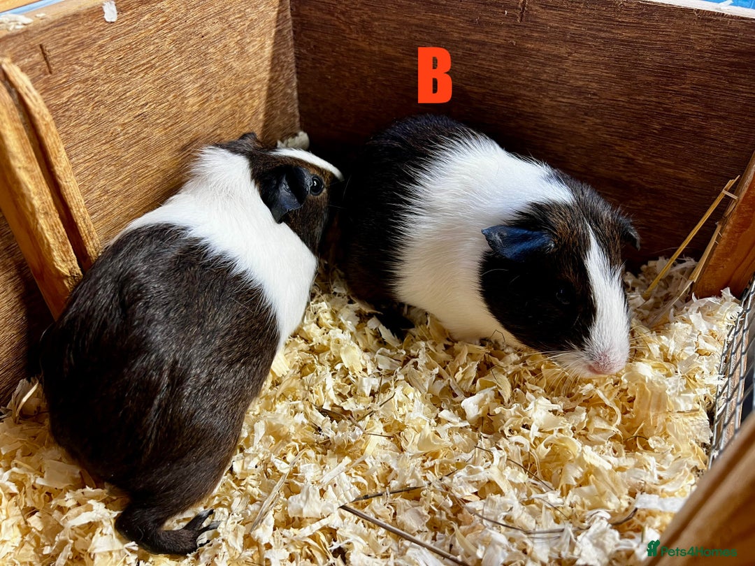 Guinea Pig rodents for sale: Boars and Sows - Image 18
