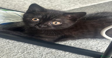 British Shorthair cats - Advert 2