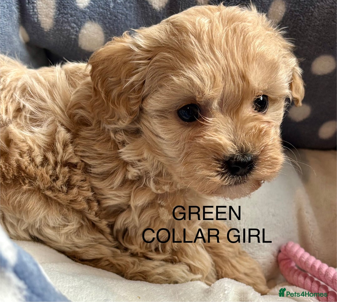 Cavachon dogs for sale: Super friendly, Litter trained Cavapoochon’s - Image 1