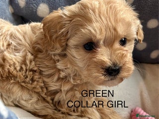 Cavachon dogs for sale - Advert 1