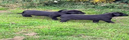 Labrador Retriever dogs for sale: Black, working line Labrador pups ready - Advert 5