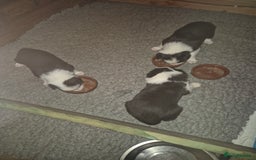 Border Collie dogs for sale: stunning border collie pups - Image 1