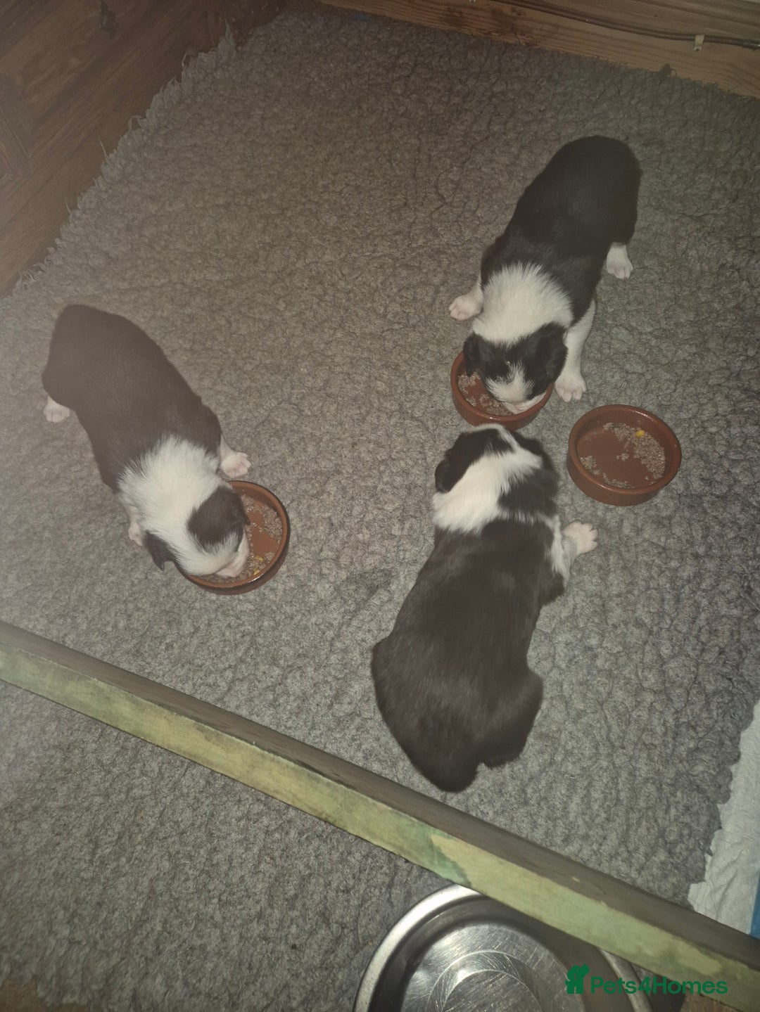 Border Collie dogs for sale: stunning border collie pups - Image 1