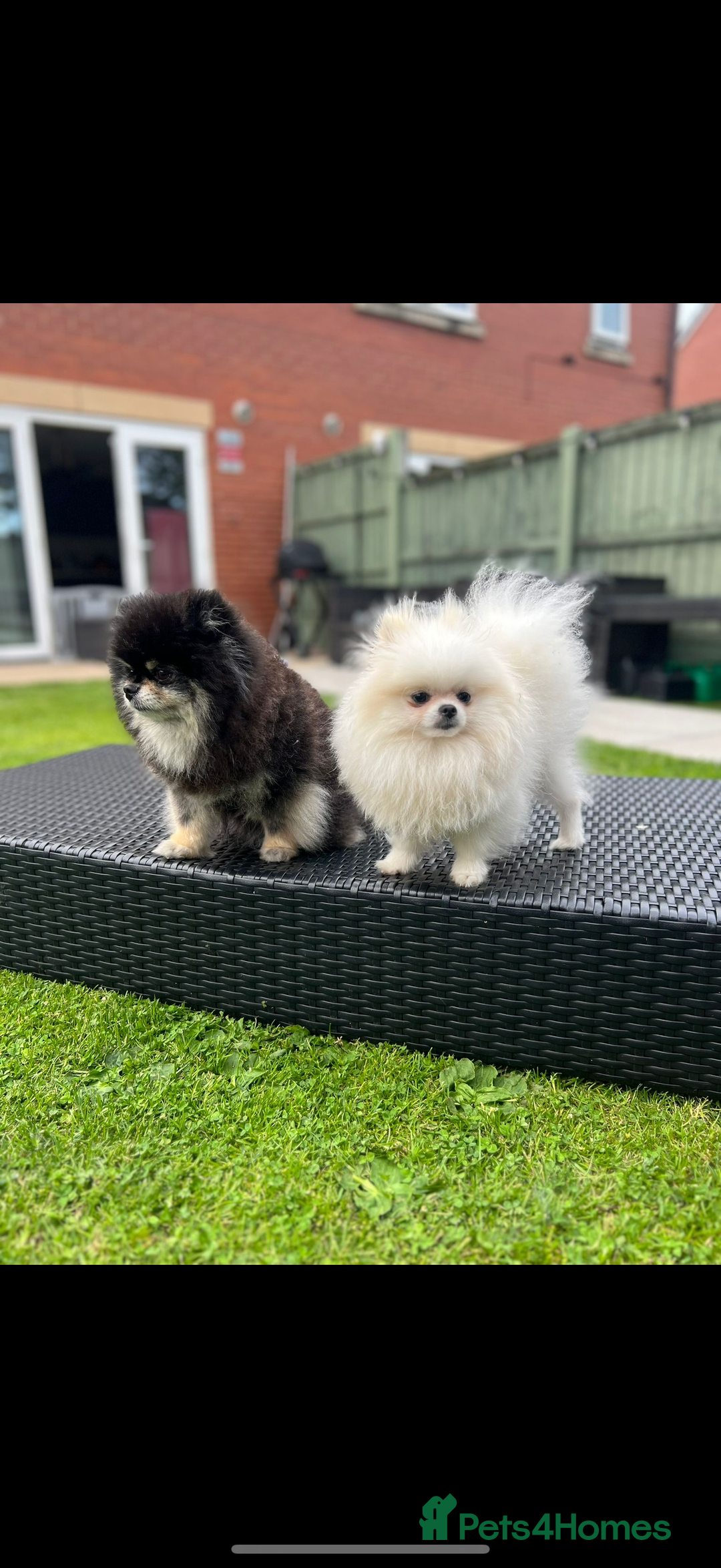 Pomeranian dogs for sale: 1 year old female Pomeranian  - Advert 6