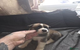 Mixed Breed dogs for sale: mixed breed puppies - Image 3
