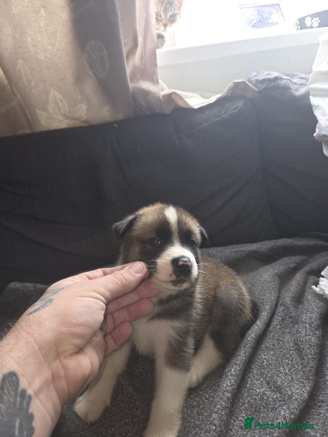 Mixed Breed dogs for sale: mixed breed puppies - Image 3