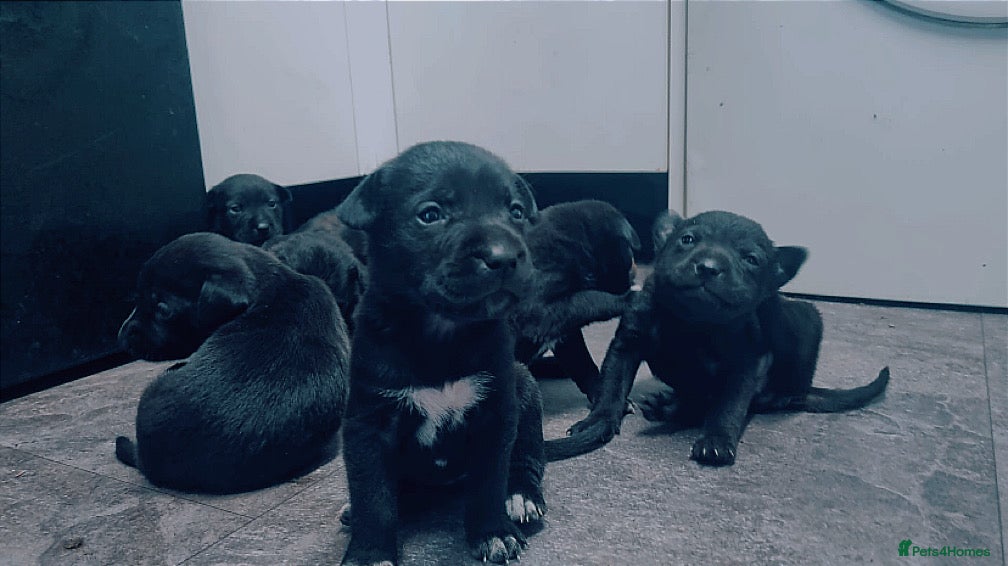 Mixed Breed dogs Cocker pei - Advert 2