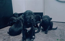 Mixed Breed dogs for sale: Cocker pei - Image 1