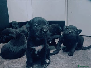 Mixed Breed dogs - Advert 1