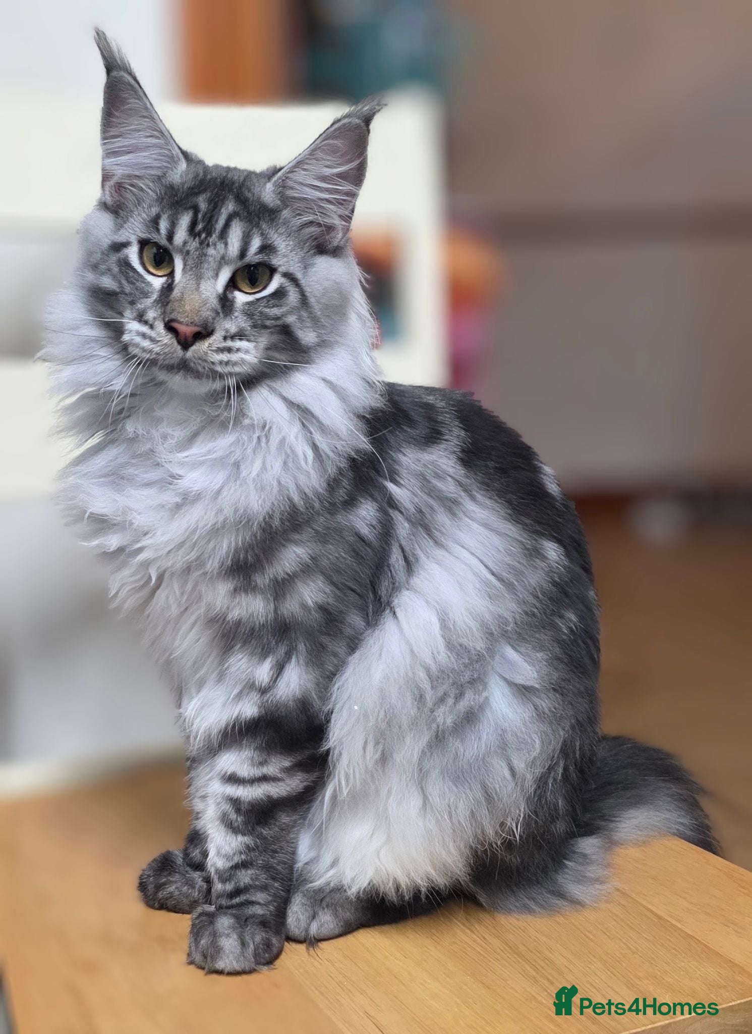 Maine Coon cats Last Stunning GCCF reg. Maine Coon Boy! - Advert 14