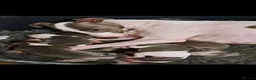 Italian Greyhound dogs for sale: Meet your future shadows   - Advert 11